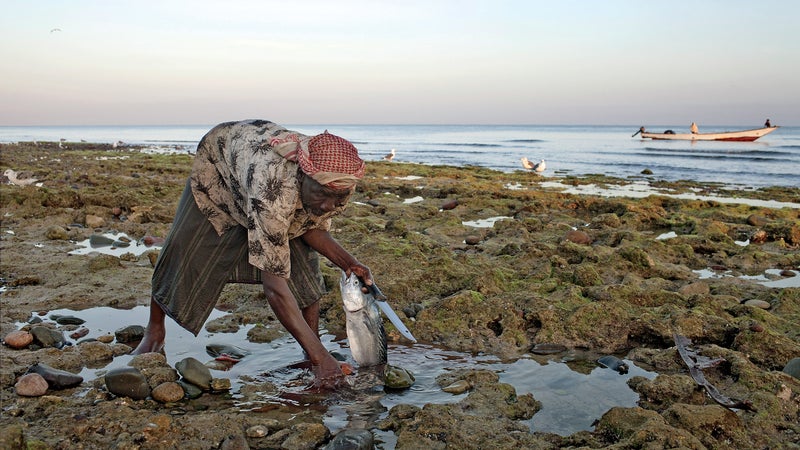 Socotra wildlife beaches sand view landscape sea plants fish