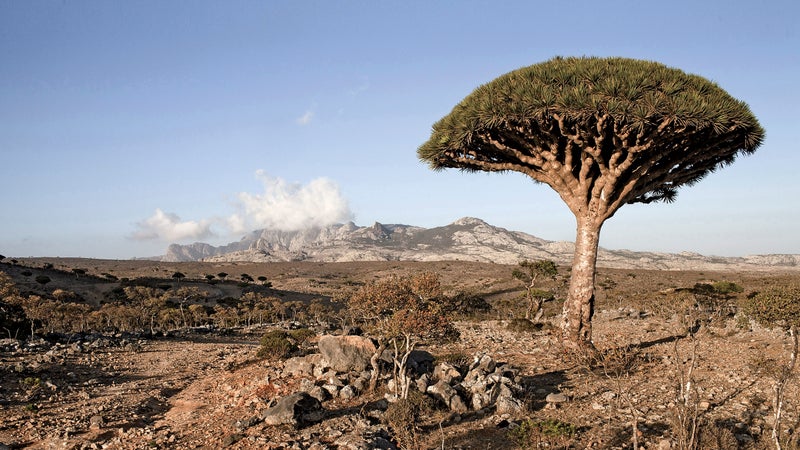Socotra wildlife beaches sand view landscape sea plants fish