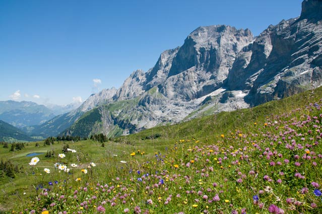 Alpine meadow