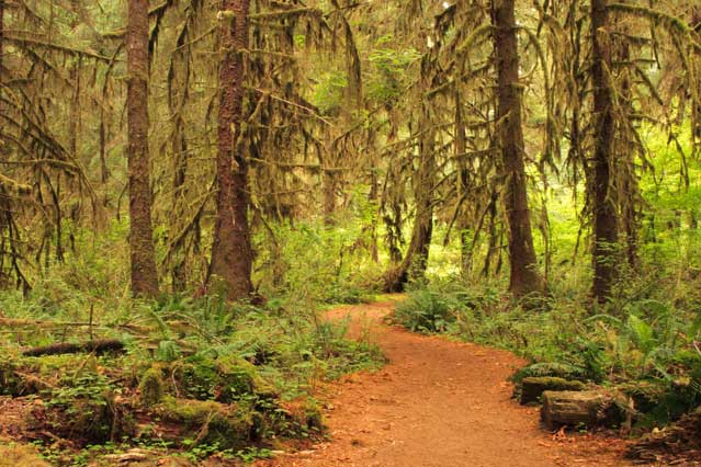 The Hoh Rainforest