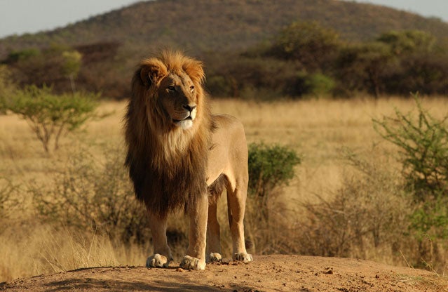 Walking safari