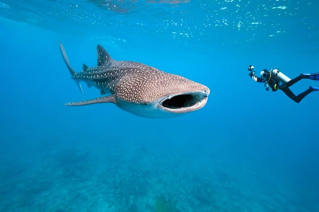 Whale shark