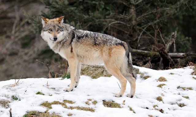 Mexican gray wolf