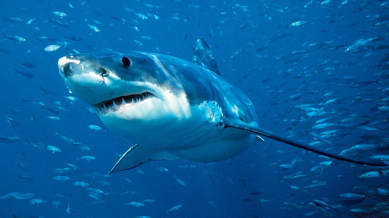 Advertising Concept Aggressive/Defensive Animal Animal Behavior Animalia Approaching Australia Behavior Behaviour Carcharodon carcharias Chondrichthyes Chordata Color Image Craniata Crowd Danger Defensive/Aggressive Elasmobranchii Environmental Issue Escaping Eukarya Euselachii Fish Fishing Fleeing Foraging Front View Full Length Gnathostomata Great White Shark Group Horizontal Hunting Jawed Vertebrate Lamnidae Lamniformes Large Group of Animals Large Group Mackerel shark Marine Mass Metazoa Neptune Islands Nobody Ocean Ocean or Sea Outdoors Perspectives Photography Point of View Portrait Predation Risk School Schooling Sea or Ocean Selachimorpha Shark South Australia Threatened Underwater Vertebrata Vertebrate Vulnerable Vulnerable Species Wildlife