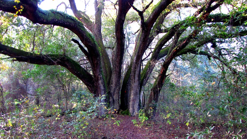 florida national scenic trail hiking winter