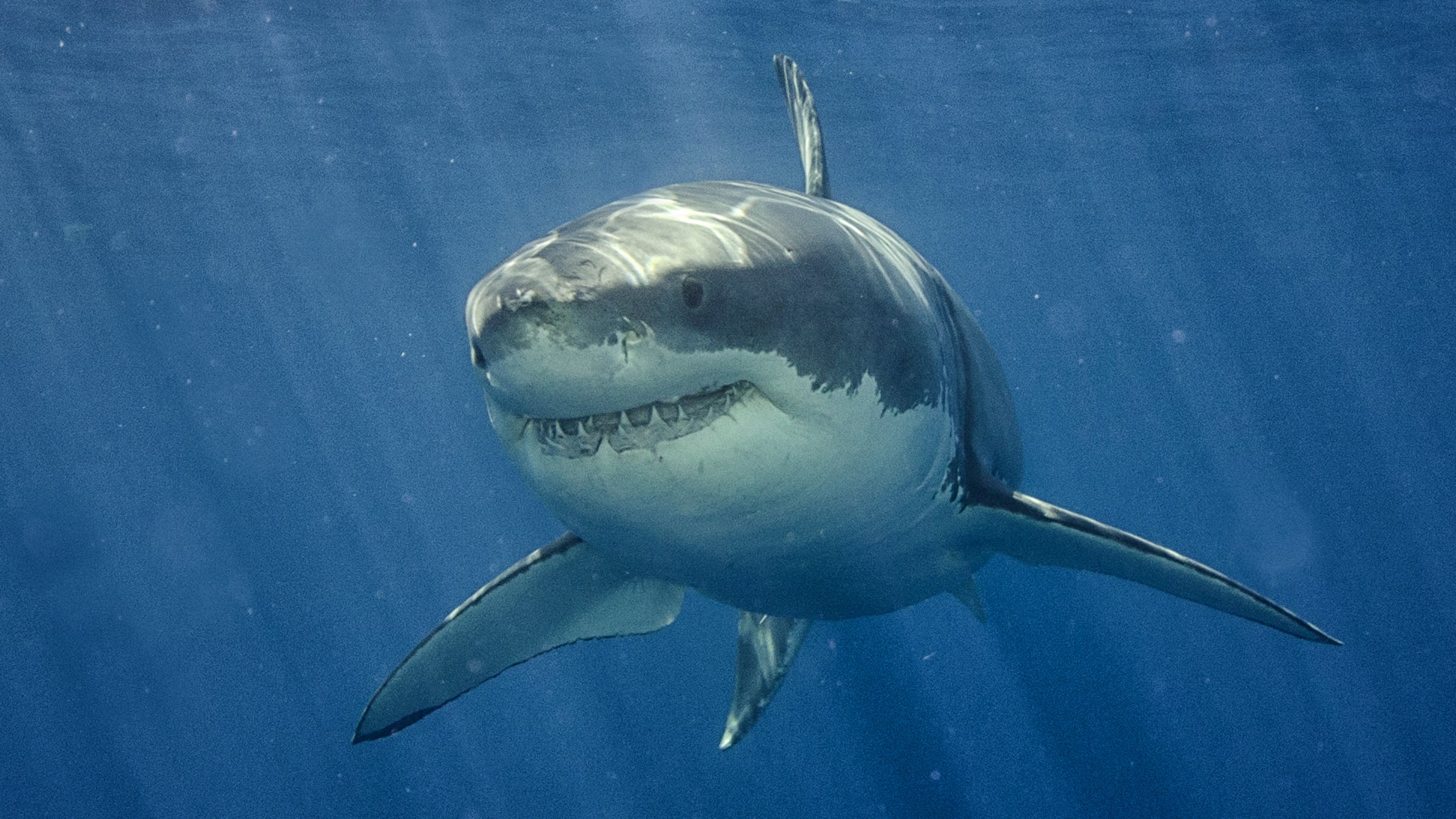 The Last Hope of the Great White Shark?