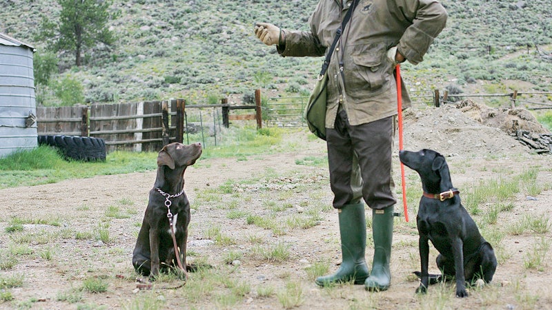 grayson schaffer dog training obedience training hunting dog labrador shock collar Zero to Hero that which does not kill you outside outside magazine mike stewart