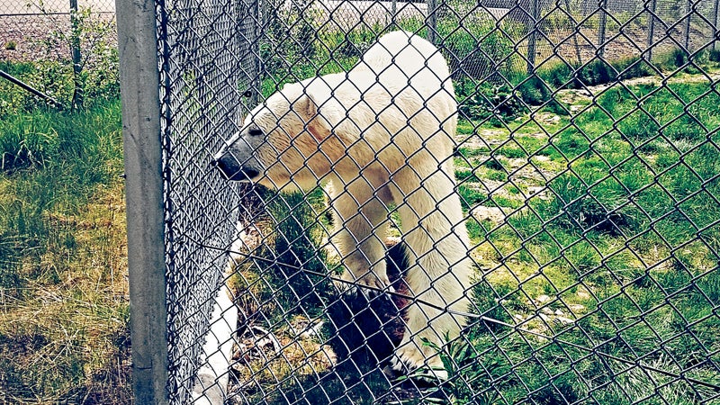Animal Animal Themes Bear Captive Animals Carnivore Color Image Day Fence Mammal Nature No People Orsa Outdoors Photography Polar Bear Scandinavia Single Animal Sweden Travel Wildlife Zoo