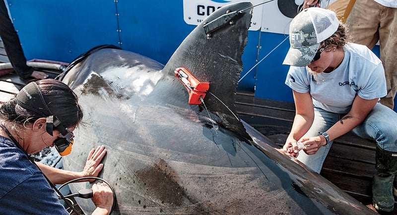 shark ocearch chris fischer