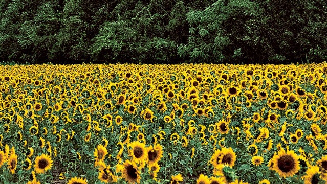 little miami ohio bike trail daisies sun flowers biking bike trails