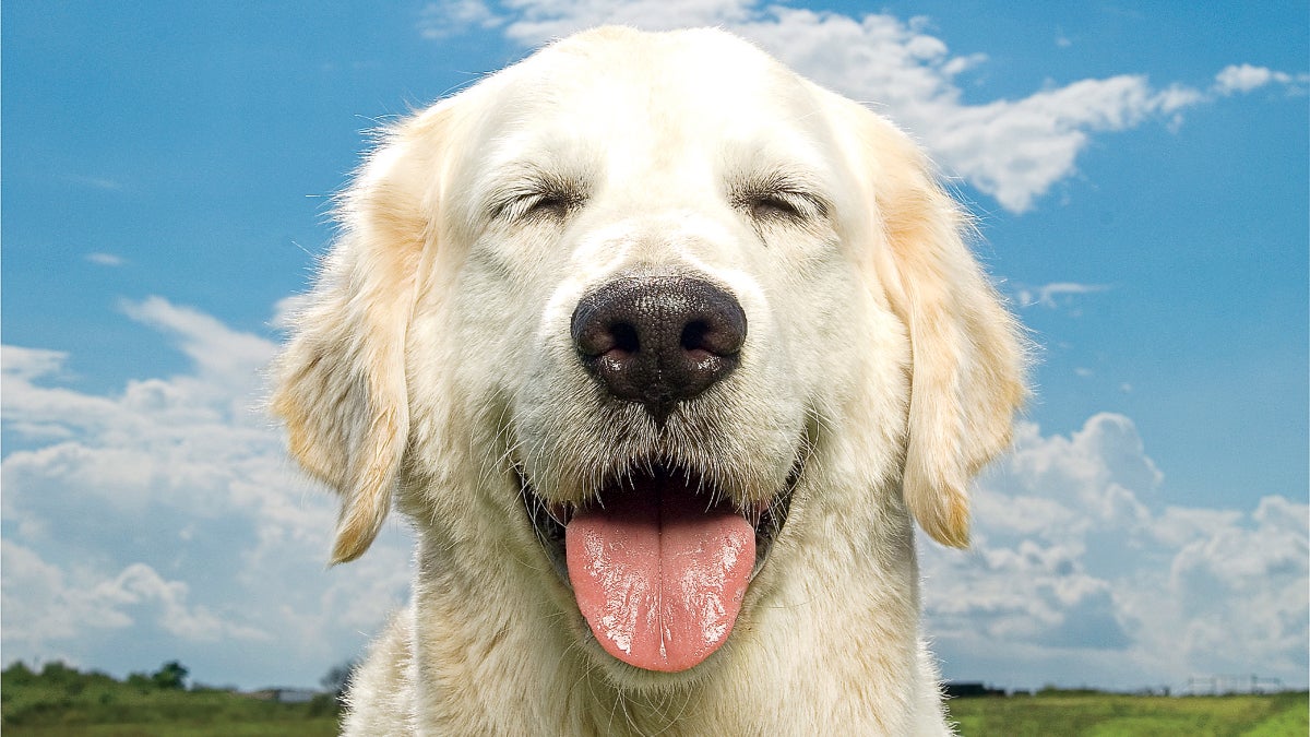 How Dogs Laugh With You, Not At You