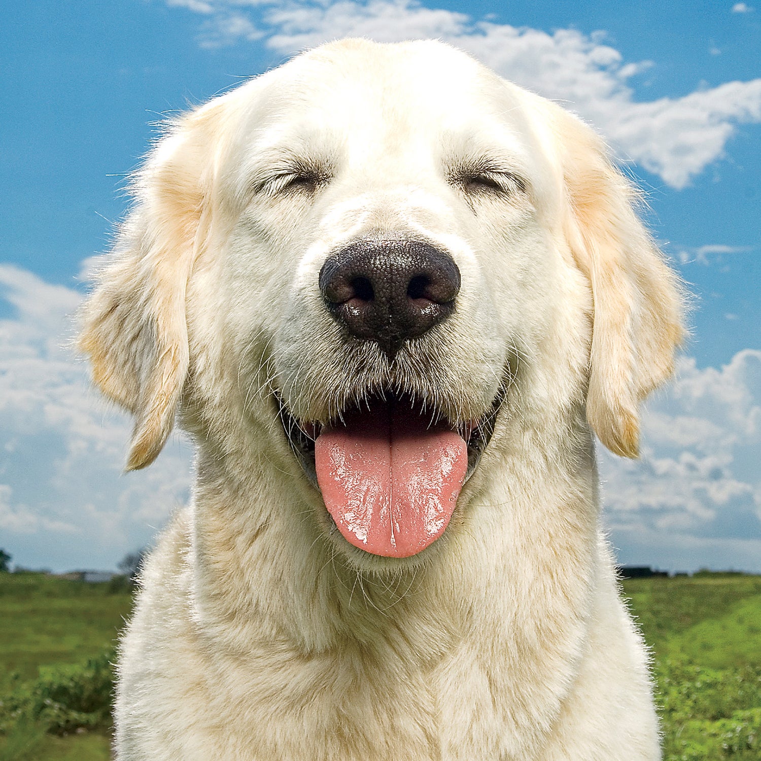 Dog Laugh