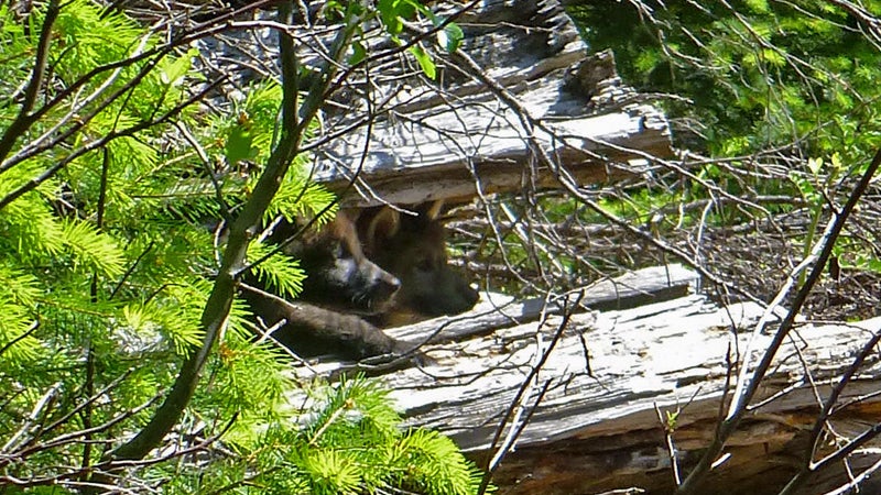 A remote camera captured a photo of OR-7's two known pups peeking from their den, located in Oregon's Rogue River-Siskiyou National Forest.