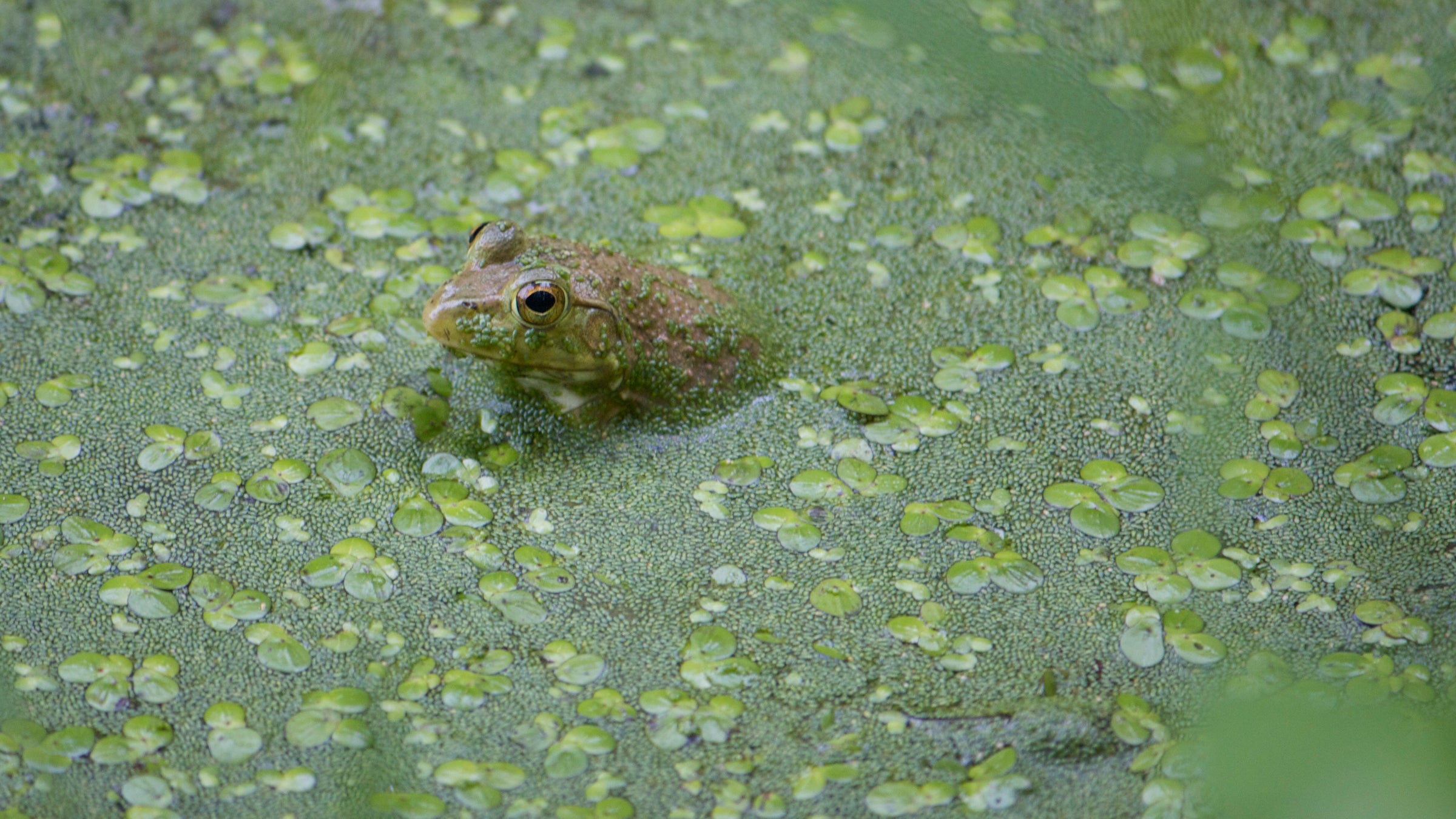 Eliminating human produced white noise, researchers and audiophiles can catch the quietest of ribbits. 