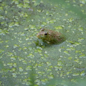 Eliminating human produced white noise, researchers and audiophiles can catch the quietest of ribbits.