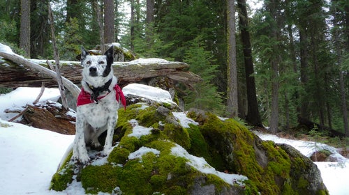 A snowshoeing pitstop along the species-inclusive Pacific Crest Trail.