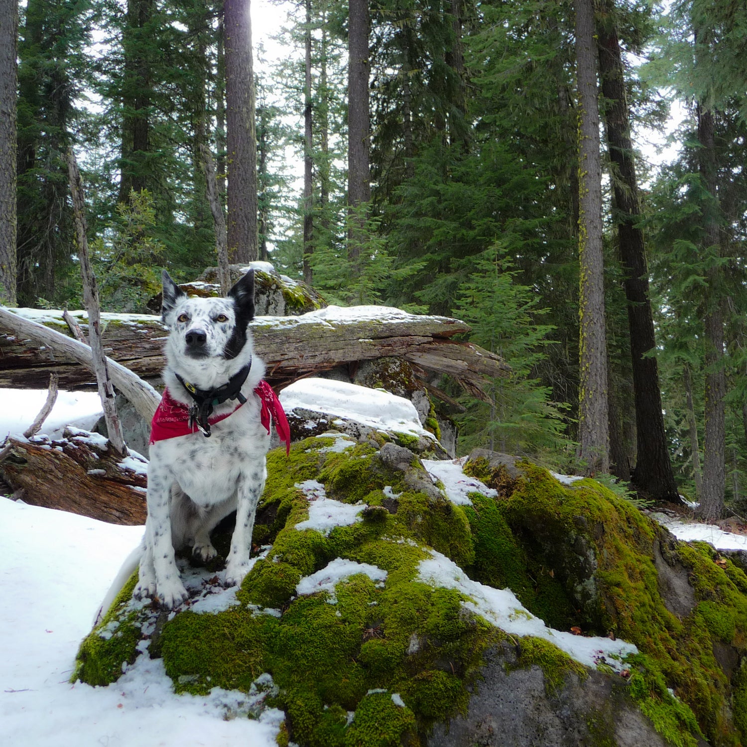 A snowshoeing pitstop along the species-inclusive Pacific Crest Trail.