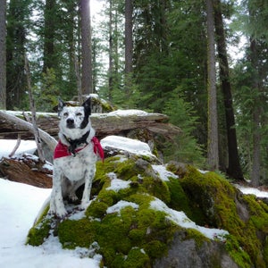 A snowshoeing pitstop along the species-inclusive Pacific Crest Trail.