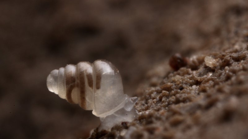 ϳԹOnline ghost snail transparent no shell dark caves no eyes top 10 species discovered found past year 2014 SUNY scientists International Institute Species Exploration College of Environmental Scienc