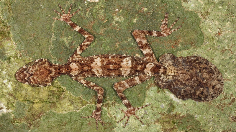 ϳԹOnline gecko Mediterranean leafy leaf-tailed camouflage top 10 species discovered found past year 2014 SUNY scientists International Institute Species Exploration College of Environmental Scienc