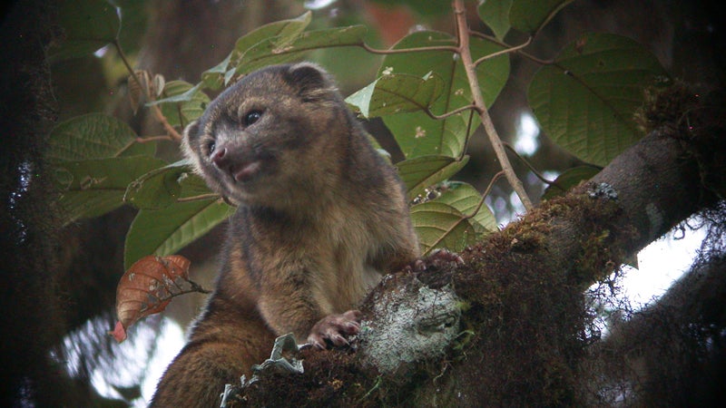 ϳԹOnline olinguito tree-bound tree carnivore teddy bear Ecuador top 10 species discovered found past year 2014 SUNY scientists International Institute Species Exploration College of Environmental Scienc