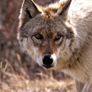 Don Young's controversial statement was in response to a letter signed by 79 House members asking to list the gray wolf as threatened.