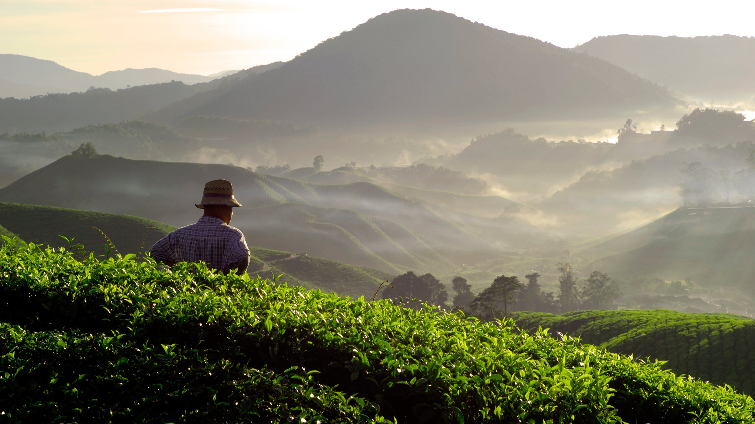 Tea scouts form relationships with tea farmers in remote areas where the precious stuff is grown.