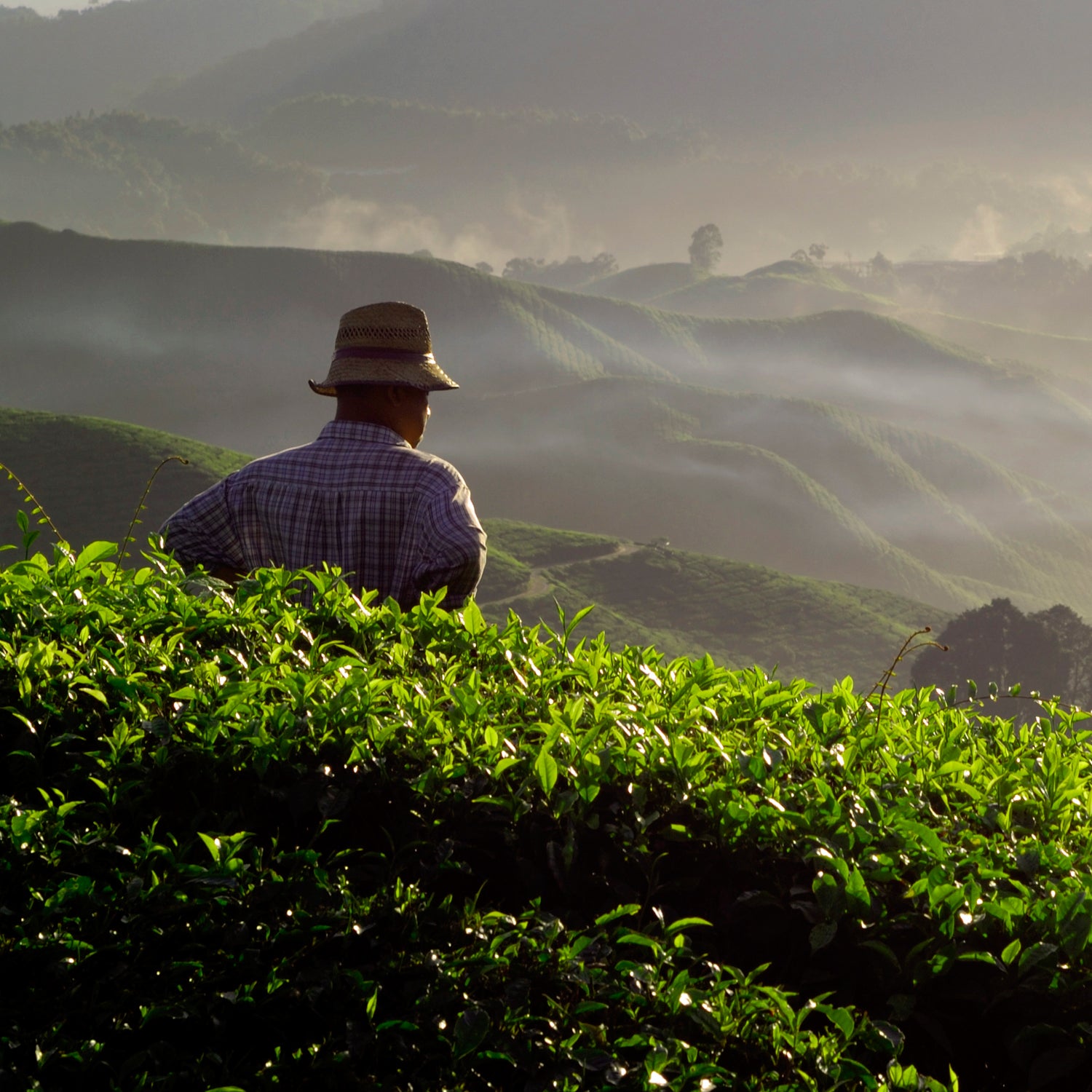 Tea scouts form relationships with tea farmers in remote areas where the precious stuff is grown.