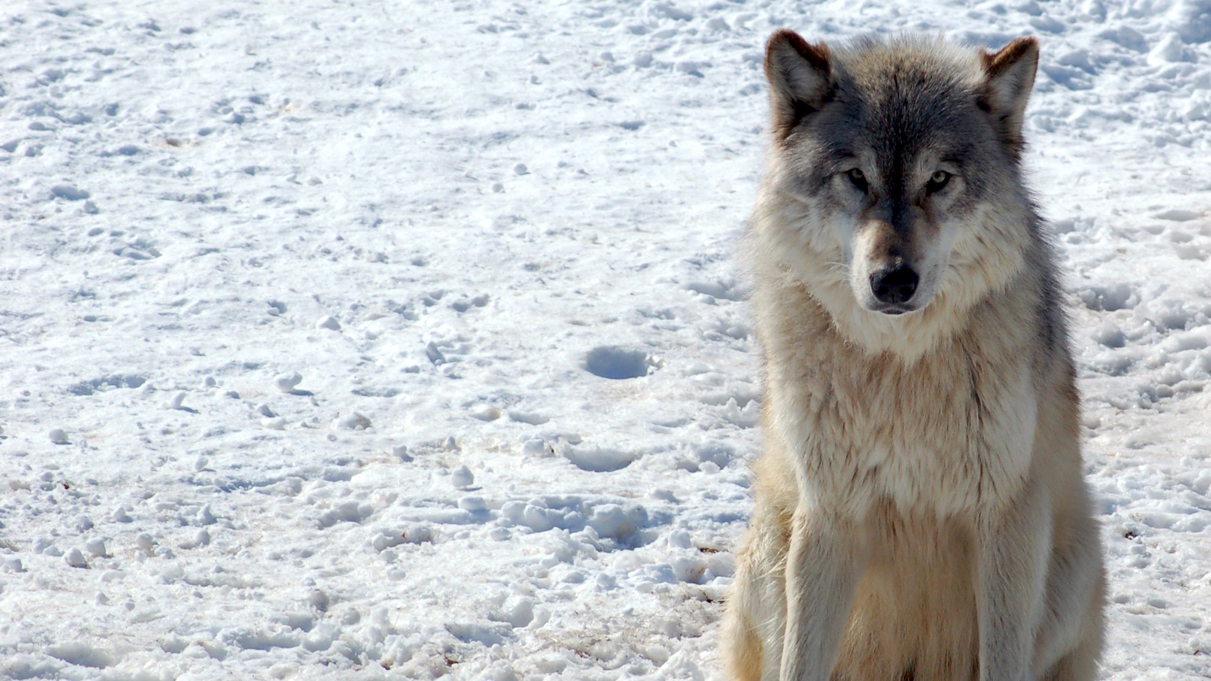 There are 52 known gray wolves in Washington today.