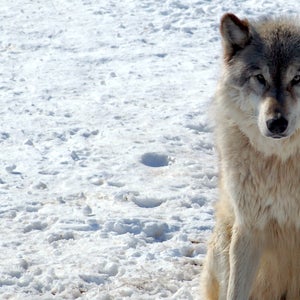There are 52 known gray wolves in Washington today.