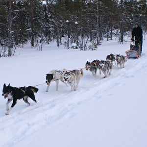 Anchorage has only seen a third of its usual annual snowfall this year, so conditions were too warm to race there.
