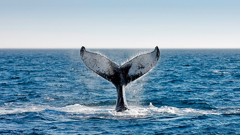 Humpback whale, Bay of Fundy.