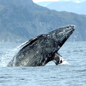 The breaching whale collided with a boat of tourists near shore.