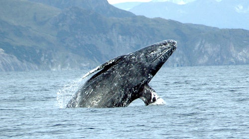 The breaching whale collided with a boat of tourists near shore.