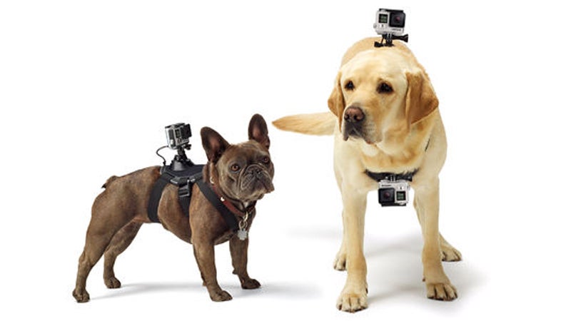 pets gopro fetch camera accessories