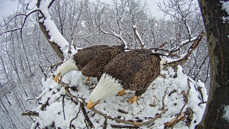 eagle nest camera