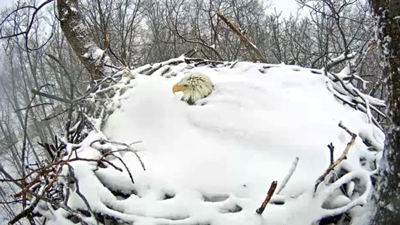 eagle cam