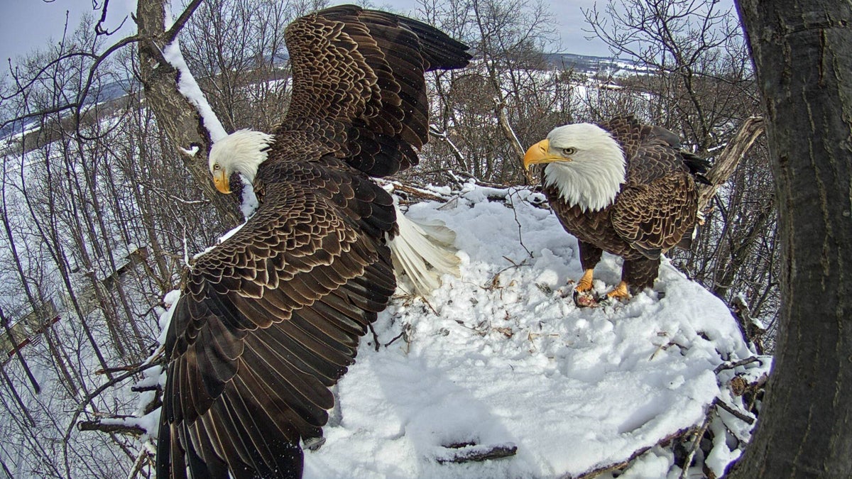 Camera Captures Bald Eagle Nest