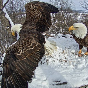 eagle nest camera eagle cam