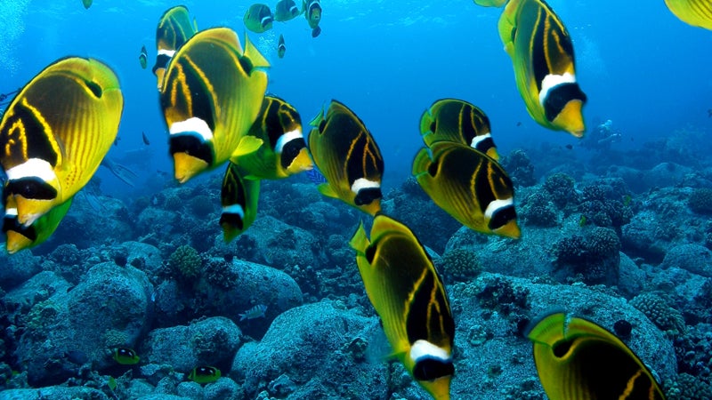 What Are the Top Destinations for Nighttime Scuba Diving?