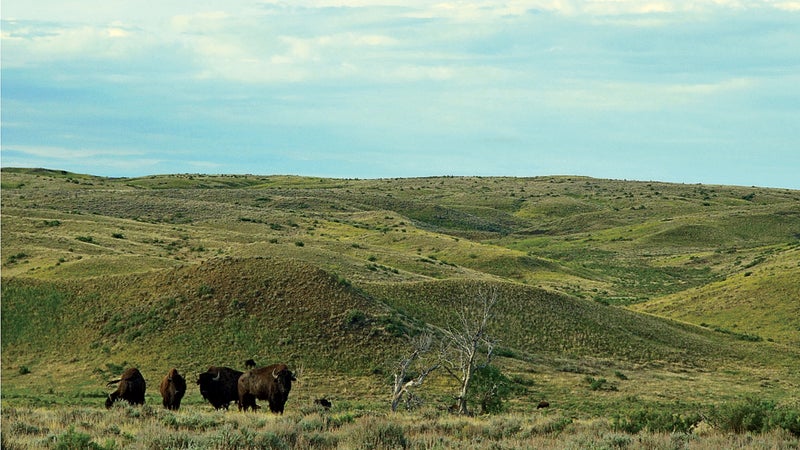 bison bison montana buffalo