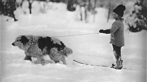 Dog friendly hotels ski dogs