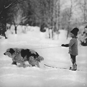 Dog friendly hotels ski dogs